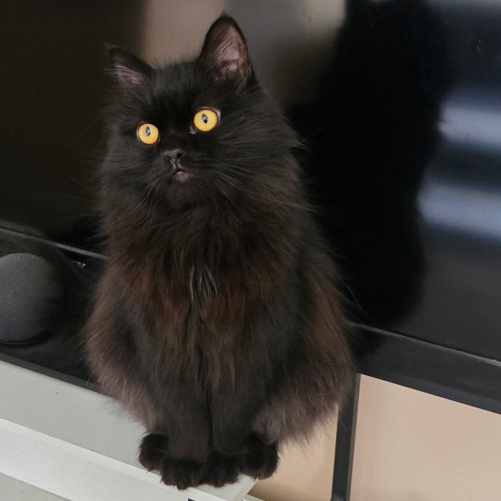 MEET FELIX 🐈‍⬛ - Picture 7 of 12
